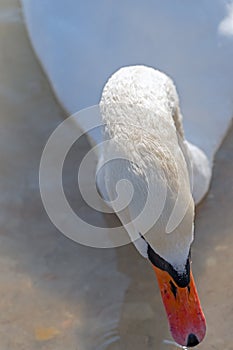 close-up of the swan\'s head