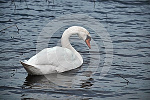 Close up of a swan in the water