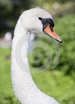 close up of a swans head and neck