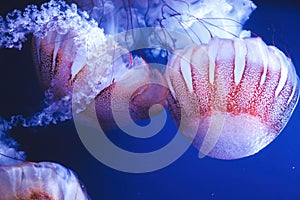 Close-up of a swarm of Chrysaora plocamia jellyfish