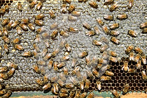 Close up of swarming honey bees on hive honeycomb