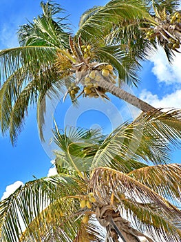 Close up of swaying coconut palms, blue sky, Playa del Carmen, Mexico