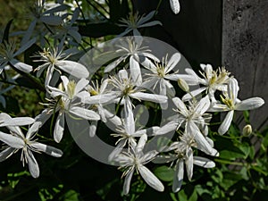Close-up of the Sweet autumn clematis or virginsbower (Clematis terniflora) flowering with white flowers in early autumn
