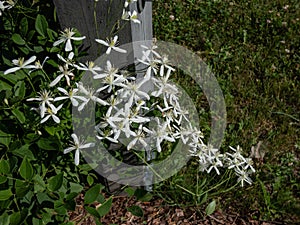 Close-up of the Sweet autumn clematis or virginsbower (Clematis terniflora) flowering with white flowers in early autumn