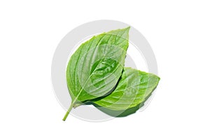 Close up Sweet Basil leaf on white background