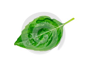 Close up Sweet Basil leaf on white background