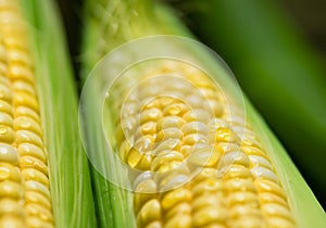 Close up Sweet boiled corn