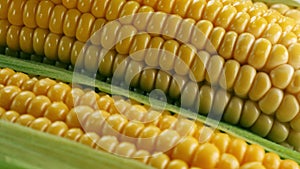 Close up of sweet corn