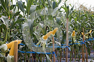 Close-up sweet corn on stalk in field