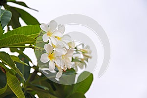 Sweet flowers white plumeria rubra blooming frangipani in garden on sky background