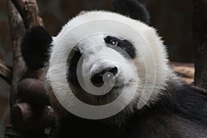 Close-up Giant Panda Fluffy Face , China