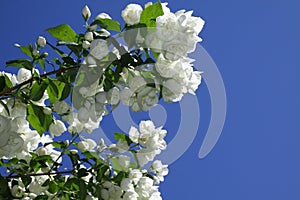 Close-up of a sweet mock-orange, hydrangeaceae