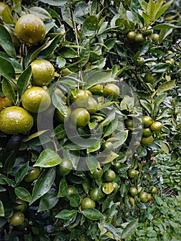 A close-up of a sweet orange tree with lots of fruit and lush leaves?