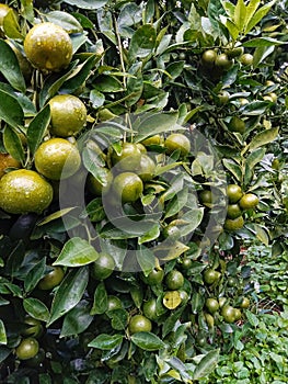 A close-up of a sweet orange tree with lots of fruit and lush leaves?