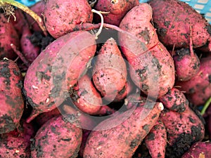 Close up of sweet potato fruits