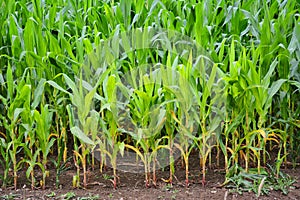 Close-up of sweetcorn growing in English field.