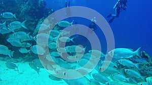 Close up swim through of a school of silver fish