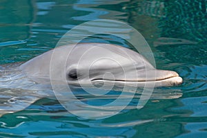 Close-up of swimming dolphin