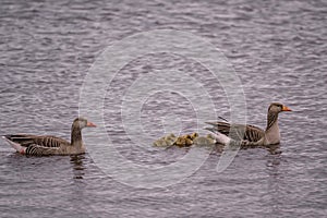 Close up of swimming Greylag goose (Anser anser) family. Small chicks of greylag goose together with their parents