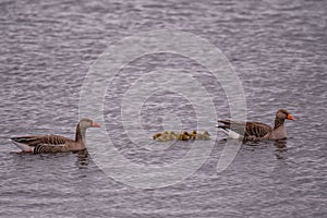 Close up of swimming Greylag goose (Anser anser) family. Small chicks of greylag goose together with their parents