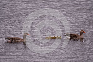 Close up of swimming Greylag goose (Anser anser) family. Small chicks of greylag goose together with their parents