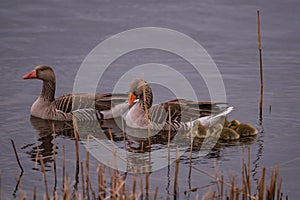 Close up of swimming Greylag goose (Anser anser) family. Small chicks of greylag goose together with their parents