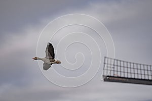 Close up of swimming Greylag goose (Anser anser) flying in the sky
