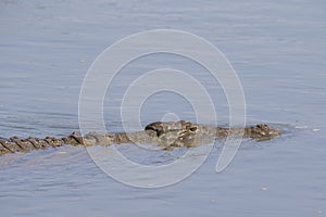 Close up of swimming Nile Crocodile