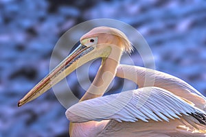 Close-up of swimming rose Pelican photographed from the side, with its wings up, in the background blurred the reflecting blue wat