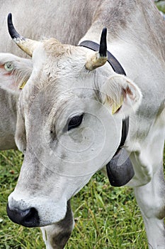 Close up of Swiss cow