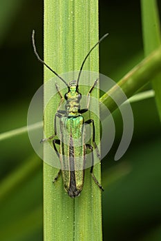 Close-up of a Swollen-Thighed Bettle - Oedemera Nobilis on a lush green grass