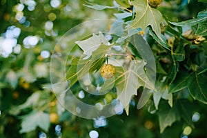 Close-up of Sycamore fruit in green leaves.