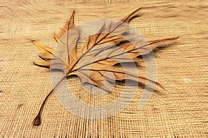 Close up sycamore tree leaf