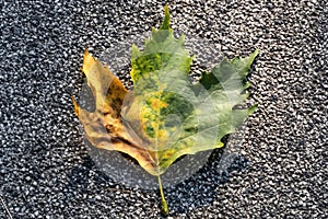 Sycamore tree leaf on ground