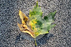 Sycamore tree leaf on ground