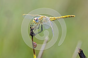 Sympetrum fonscolombii, Red-veined darter or nomad resting on vegetation photo