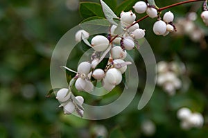 Close up Symphoricarpos, commonly known as the snowberry or ghostberry