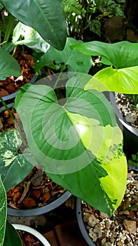 Close up Syngonium podophyllum \'Aurea Yellow\' (Variegated) leaves