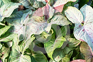 Syngonium Podophyllum Milk Confetti Leaves photo