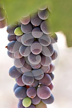 Close up Syrah grapes