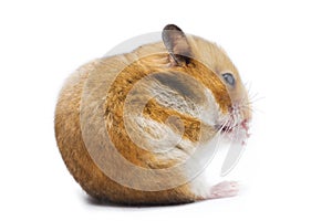 Syrian hamster Mesocricetus auratus isolated on a white background