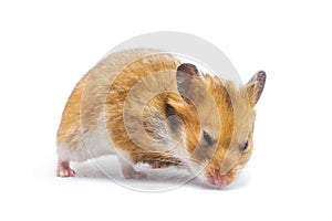 Syrian hamster Mesocricetus auratus isolated on a white background