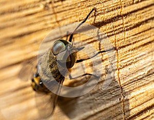 close up of a Tabanidae on wood