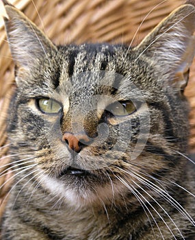 Close-up tabby cat
