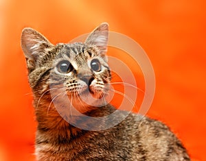 Close up of tabby cat