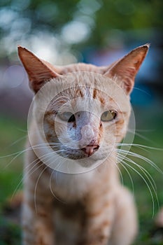 Close up of tabby cat with beautiful bokeh