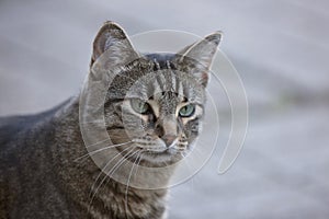 Close Up Tabby Cat