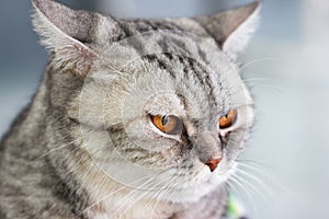 Close up tabby cat british shorthair with orange eyes