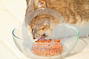 Close Up of Tabby Cat Eating Raw Food from Glass Bowl