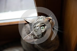 Close up of tabby cat head with shocking face and starring green eyes. Frighten or surprised cat when look at something